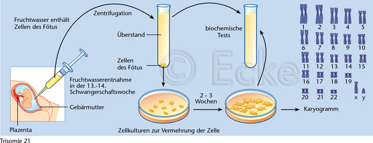 okübelbepflanzung ideen