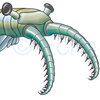 Anomalocaris