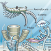 Burgess Schiefer Anomalocaris Hallucigenia Pikaia Opabinia