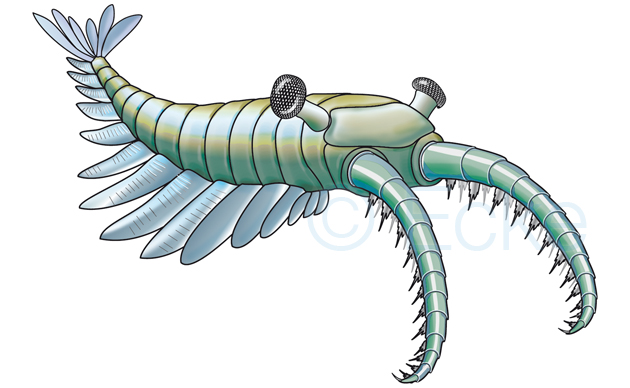 Anomalocaris