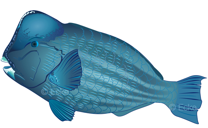 Bumphead Parrotfish Bueffelkopf Papageienfisch