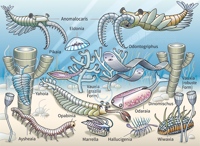 Burgess Schiefer Anomalocaris Hallucigenia Pikaia Opabinia