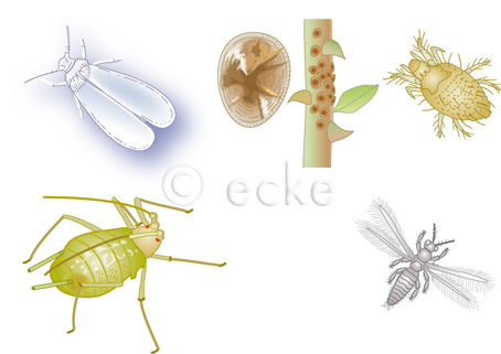 Florfliege Schildlaus Spinnmilbe Thrips Blattlaus