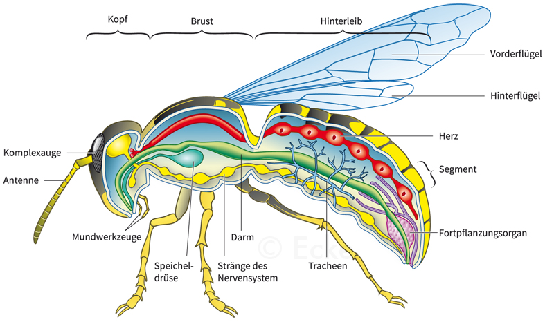Insekt Organe