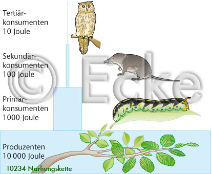 Nahrungskette