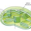 Chloroplast