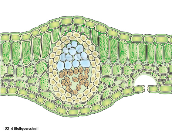 Blattquerschnitt 2