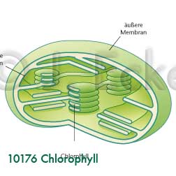 Chloroplast