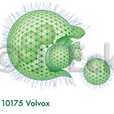 Volvox