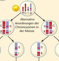 Mendel Chromosomentheorie