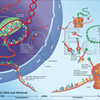 DNA Merkmal