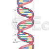 DNA