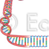 DNA Chromosom