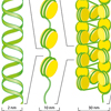 Packungsdichte DNA