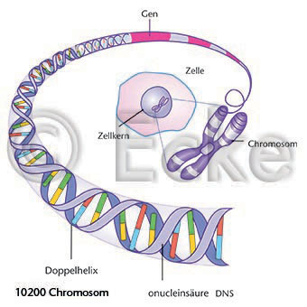 Chromosom