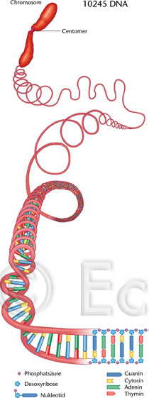 DNA Chromosom