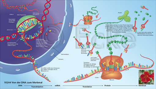 DNA Merkmal