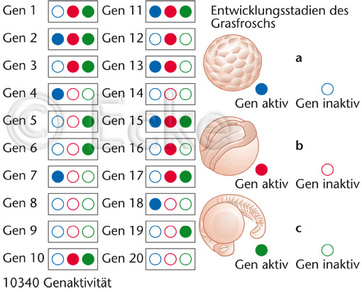 Genaktivitaet