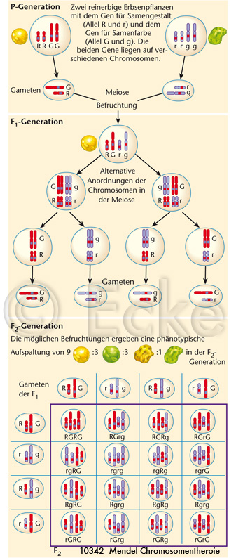 Mendel Chromosomentheorie