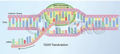 Transkription