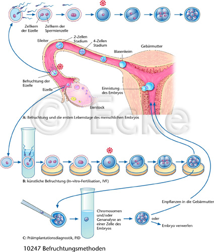 befruchtungsmethoden