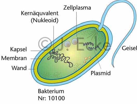 Bakterie Schema