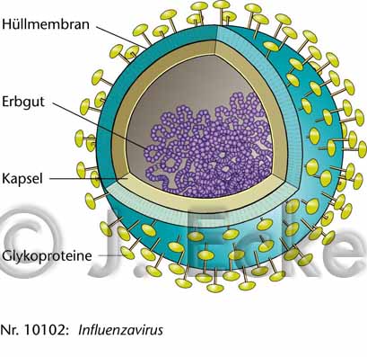 Influenzavirus