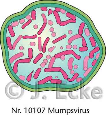 Mumpsvirus