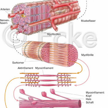 Muskelschema