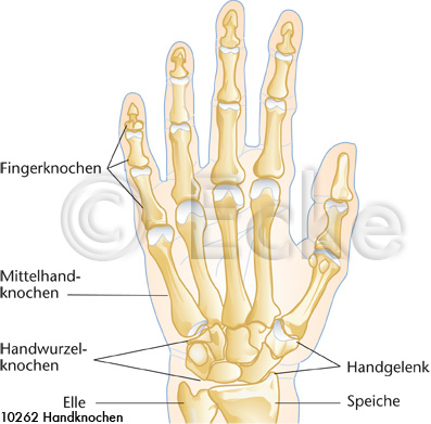 Handknochen 2