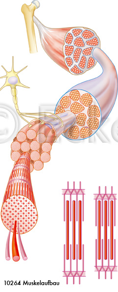 Muskelaufbau Myosin Aktin Filamente