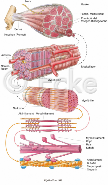 Muskelschema