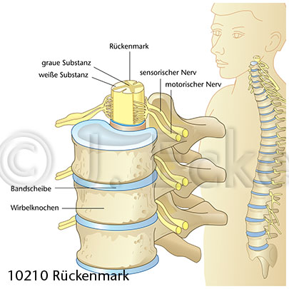 Rueckenmark