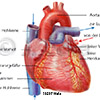 Herz Aorta Hohlvene