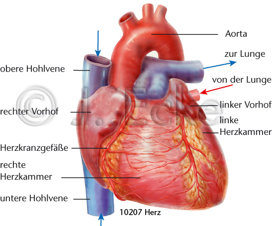 Herz Aorta Hohlvene
