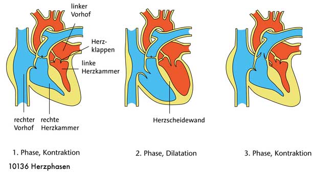 Herzphasen