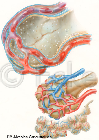 Alveolen Gasaustausch