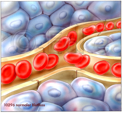 Erythrozyten