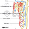 Henle-Schleife