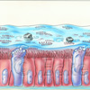 Bronchialschleimhaut