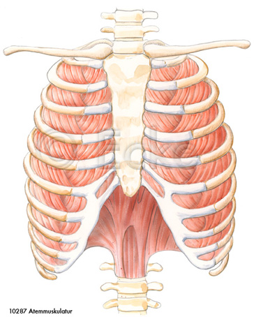 Atemmuskulatur