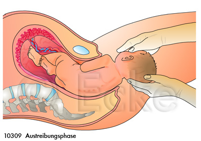 Austreibungsphase