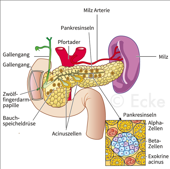 Bauchspeicheldruese Pankreas Acinuszellen