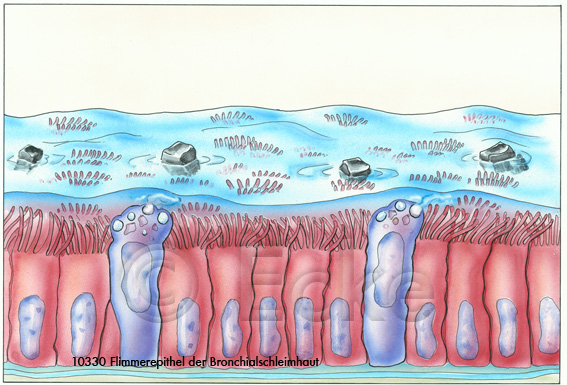 Bronchialschleimhaut