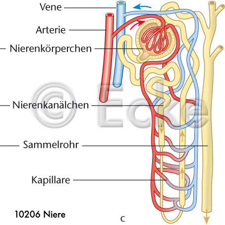 Henle-Schleife