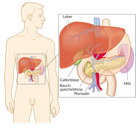 Leber Magen Pankreas
