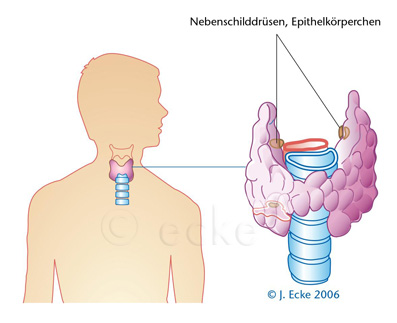 Nebenschilddruese