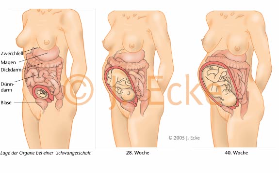 Schwangerschaft