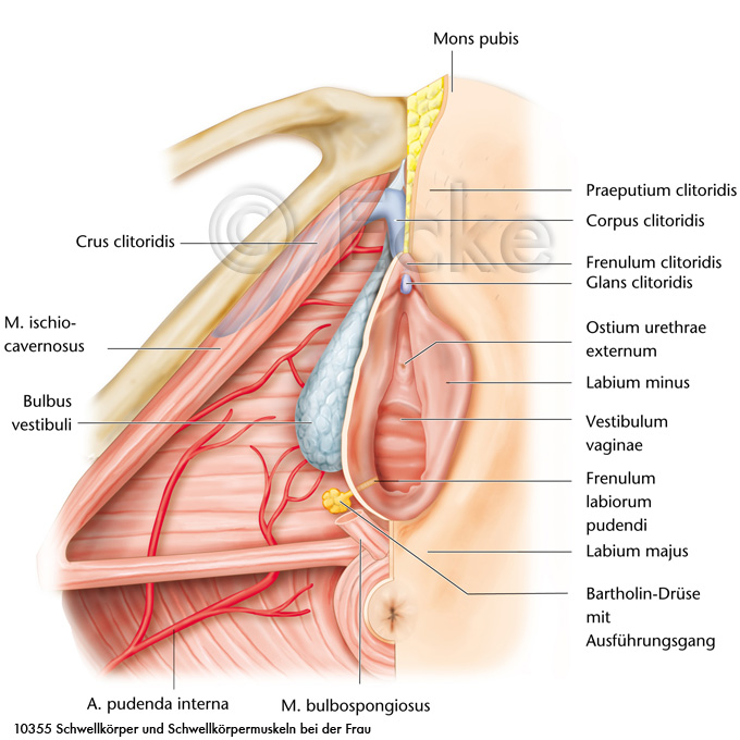 Schwellkoerper Schwellkoerpermuskeln weibliches Genital