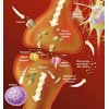 Synapse Glutamat Rezeptor